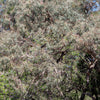 50 RED FLOWERING EUCALYPTUS Sideroxylon Mugga Ironbark Tree Seeds