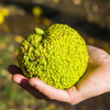 10 HEDGE APPLE Osage Orange Horse Apple Monkey Ball Maclura Pomifera Tree Seeds