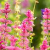 50 'PINK Sundae' Clary SAGE / SALVIA Viridis Horminum Herb Flower Seeds