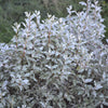 10 AMERICAN SILVERBERRY Elaeagnus Commutata aka Wolf Willow Wolfberry Wild Olive Berry Fruit Shrub Seeds
