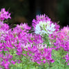 100 VIOLET QUEEN CLEOME Hassleriana Cleome Spinosa Purple Spider Flower Seeds