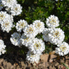 1000 WHITE EMPRESS CANDYTUFT Iberis Amara Groundcover Flower Seeds