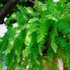 1500 Western SWORD FERN Giant Holly Swordfern Polystichum Munitum Aspidium Solitarium Spores Seeds