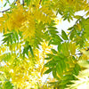 25 Chinese PISTACHIO Pistacia Chinensis Pistache Pistach Yellow Orange Red in Fall Mastic Tree Seeds