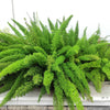 10 EMERALD ASPARAGUS FERN A. Densiflorus Mazeppa Houseplant Flower Seeds