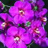 50 VIOLETTA VERBASCUM Phoeniceum Purple Mullein Nectar Flower Seeds