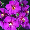 Mixed Colors Verbascum Seeds – Verbascum Phoeniceum Flower – photo 11