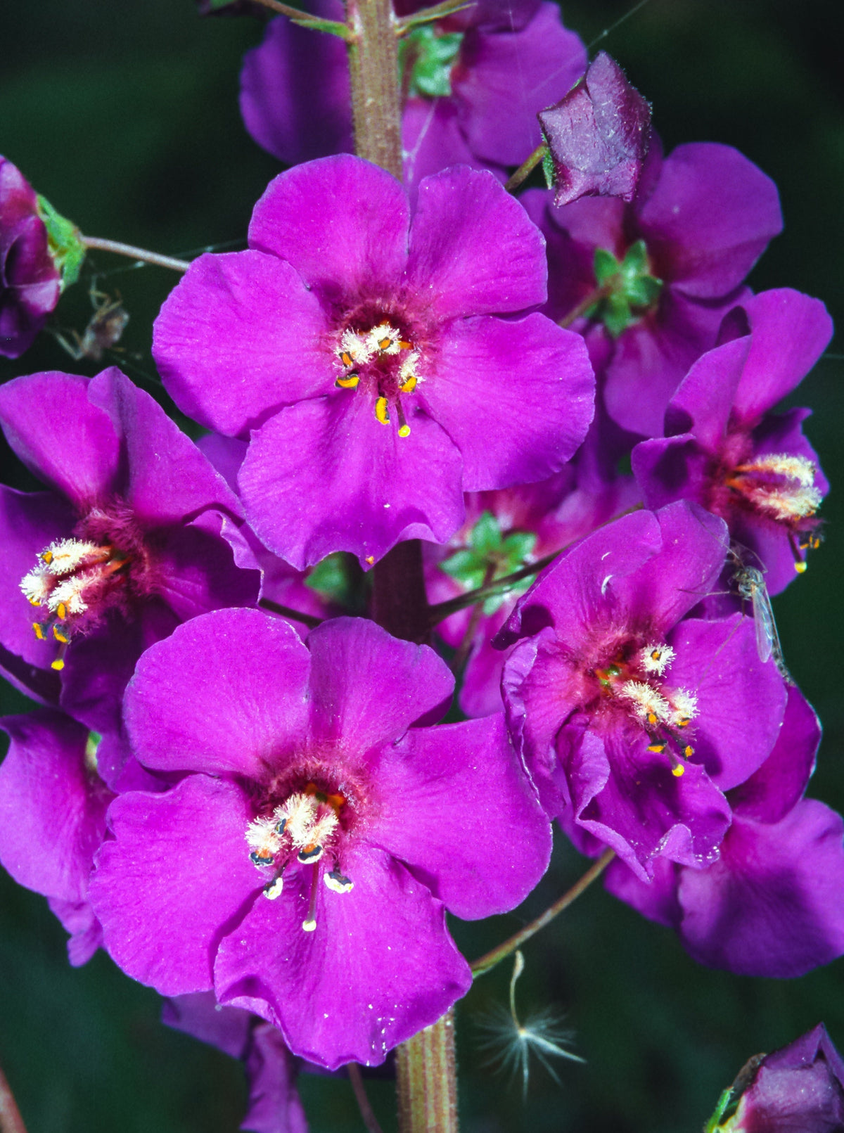 Mixed Colors Verbascum Seeds – Verbascum Phoeniceum Flower – photo 11