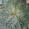 200 STANDING CYPRESS (Scarlet Gilia) Ipomopsis Rubra Flower Seeds