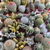 50 CACTUS MIX 'Finest Mixed' Succulent Flower Plant Seeds
