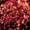 3000 Leaf Lettuce RED SALAD BOWL Lactuca Sativa Vegetable Seeds