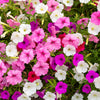 250 MIXED COLORS PETUNIA Flower Seeds
