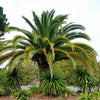 10 CANARY ISLAND Date PALM Phoenix Canariensis Tree Seeds