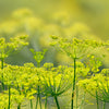 300 SWEET FLORENCE FENNEL Foeniculum Vulgare Azoricum Herb Vegetable Flower Seeds