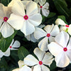 100 BRIGHT EYES PERIWINKLE Vinca Rosea Dwarf White & Pink Flower Seeds