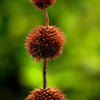 25 KLIP DAGGA (Lions Ear / Lions Tail / Wild Klip Dagga) Leonotis Nepetifolia Flower Seeds