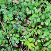 Dwarf Creeping Snowberry Seeds – Shrub White Pink Flower Symphoricarpos Mollis – photo 8