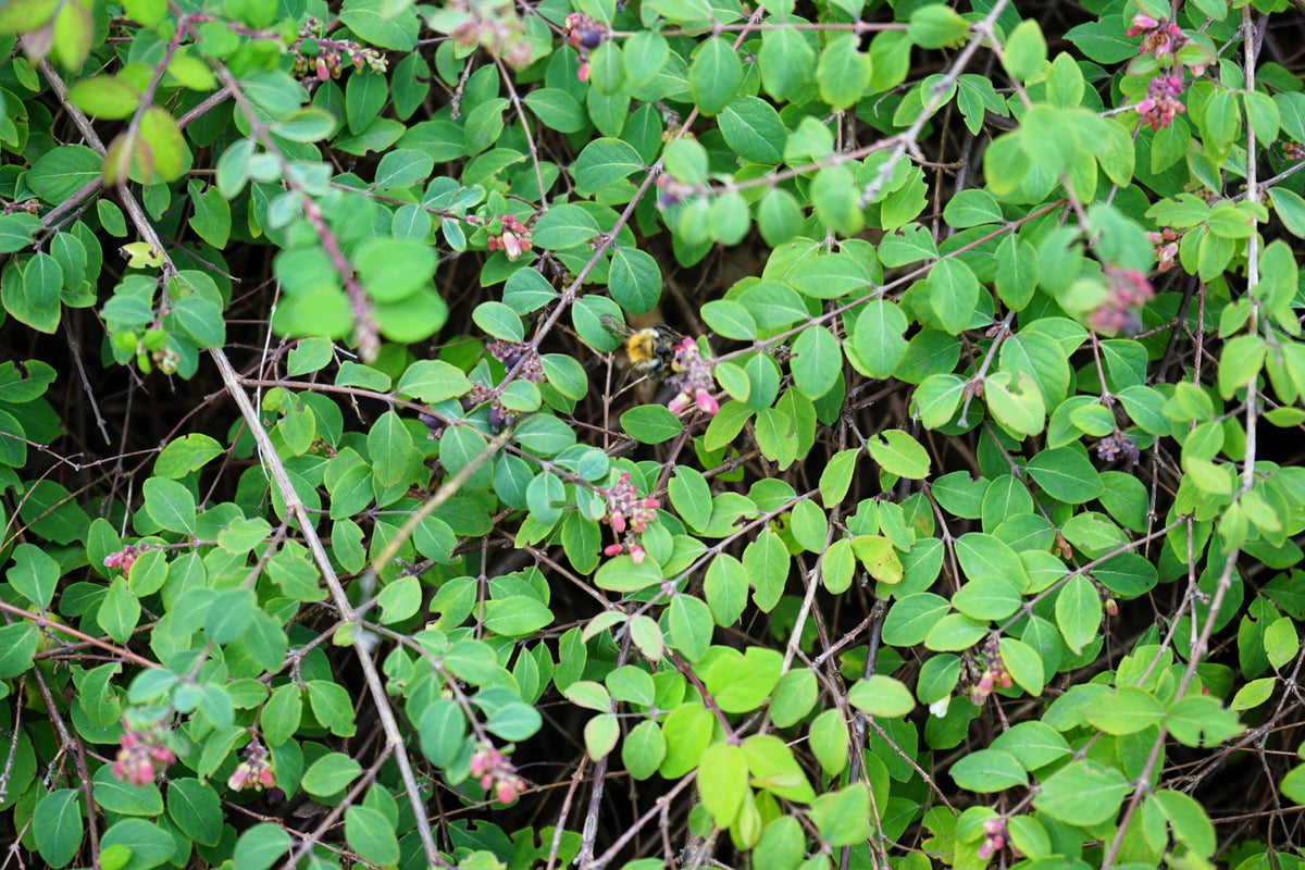 Dwarf Creeping Snowberry Seeds – Shrub White Pink Flower Symphoricarpos Mollis – photo 8