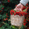 25 SCARLET FIRETHORN Pyracantha Coccinea Bush Shrub Flower Seeds