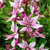 10 GAS PLANT MIX Dictamnus Albus Mixed Colors White Red Pink Lilac Flower Seeds