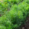 1500 DUKAT DILL Anethum Graveolens Sweet Heirloom European Herb Vegetable Seeds
