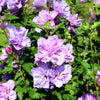 10 Purple Double ROSE Of SHARON Hibiscus Syriacus Flower Tree Shrub Seeds