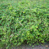 Dwarf Creeping Snowberry Seeds – Shrub White Pink Flower Symphoricarpos Mollis – photo 6