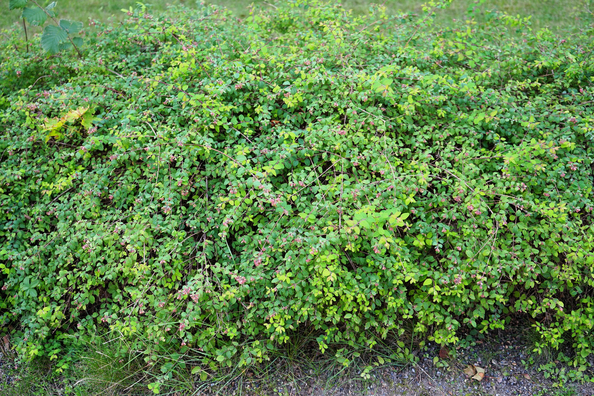 Dwarf Creeping Snowberry Seeds – Shrub White Pink Flower Symphoricarpos Mollis – photo 6