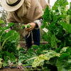 300 LUCULLUS SWISS CHARD Beta Vulgaris White Perpetual Spinach Vegetable Seeds