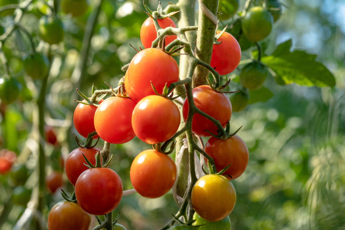Large Red Cherry Tomato Lycopersicon Lycopersicum Fruit Vegetable Seeds
