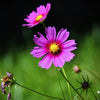 Pink Cosmos Radiance Seeds – Bipinnatus Flower – photo 10