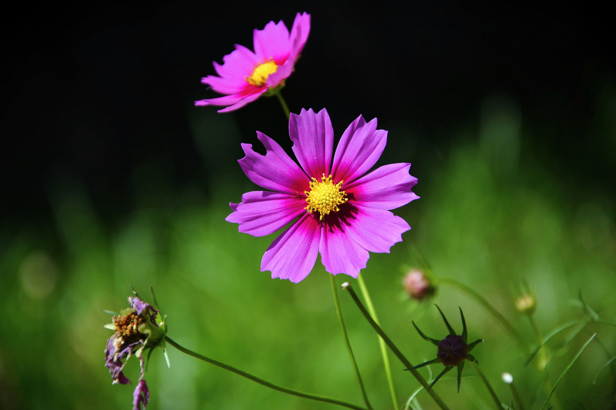 Pink Cosmos Radiance Seeds – Bipinnatus Flower – photo 10