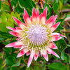 5 Giant KING PROTEA Cynaroides Sugarbush Rare 12" Flower Seeds