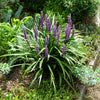 5 LILYTURF Liriope Muscari aka Big Blue Lily Turf / Monkey Grass Flower Seeds