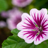 20 ZEBRA MALLOW Malva sylvestris var. Zebrina Flower Seeds