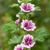 20 ZEBRA MALLOW Malva sylvestris var. Zebrina Flower Seeds
