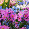 100 Victoria PINK FORGET Me NOT Myosotis Alpestris Shade or Sun Flower Seeds
