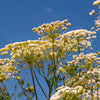 200 BISHOPS FLOWER Ammi Majus False Queen Annes Lace Seeds