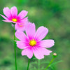 Pink Cosmos Radiance Seeds – Bipinnatus Flower – photo 9