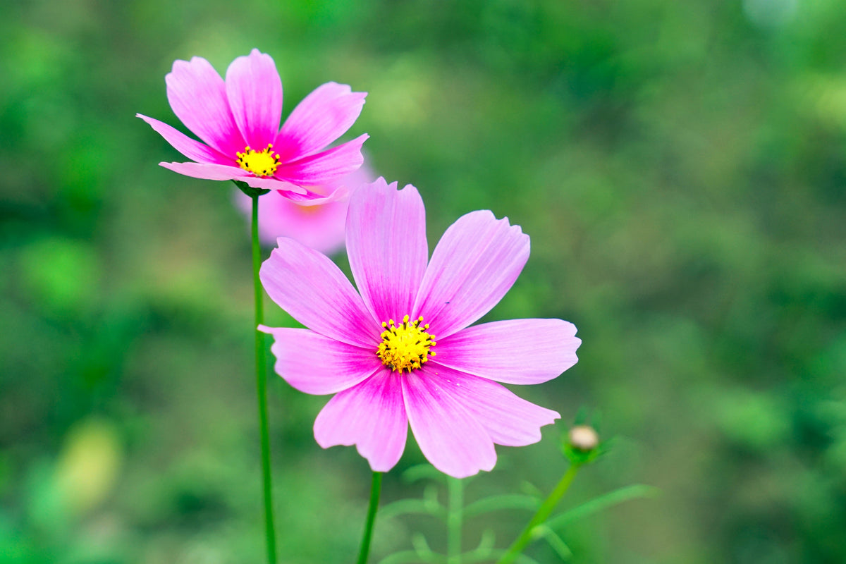 Pink Cosmos Radiance Seeds – Bipinnatus Flower – photo 9