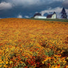 4000 Indian Summer GLORIOSA DAISY Rudbeckia Hirta Red Yellow Brown Flower Seeds