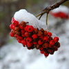 20 ASH TREE Mountain / Amur / Rowan - Sorbus Aucuparia Seeds