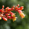 25 RED YUCCA Hesperaloe Parviflora aka Hummingbird, Coral, & Texas Yucca Flower Seeds