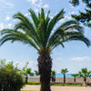 Pygmy Date Palm Seeds – Phoenix Roebelenii Dwarf Miniature Ornamental Fruit Tree Houseplant