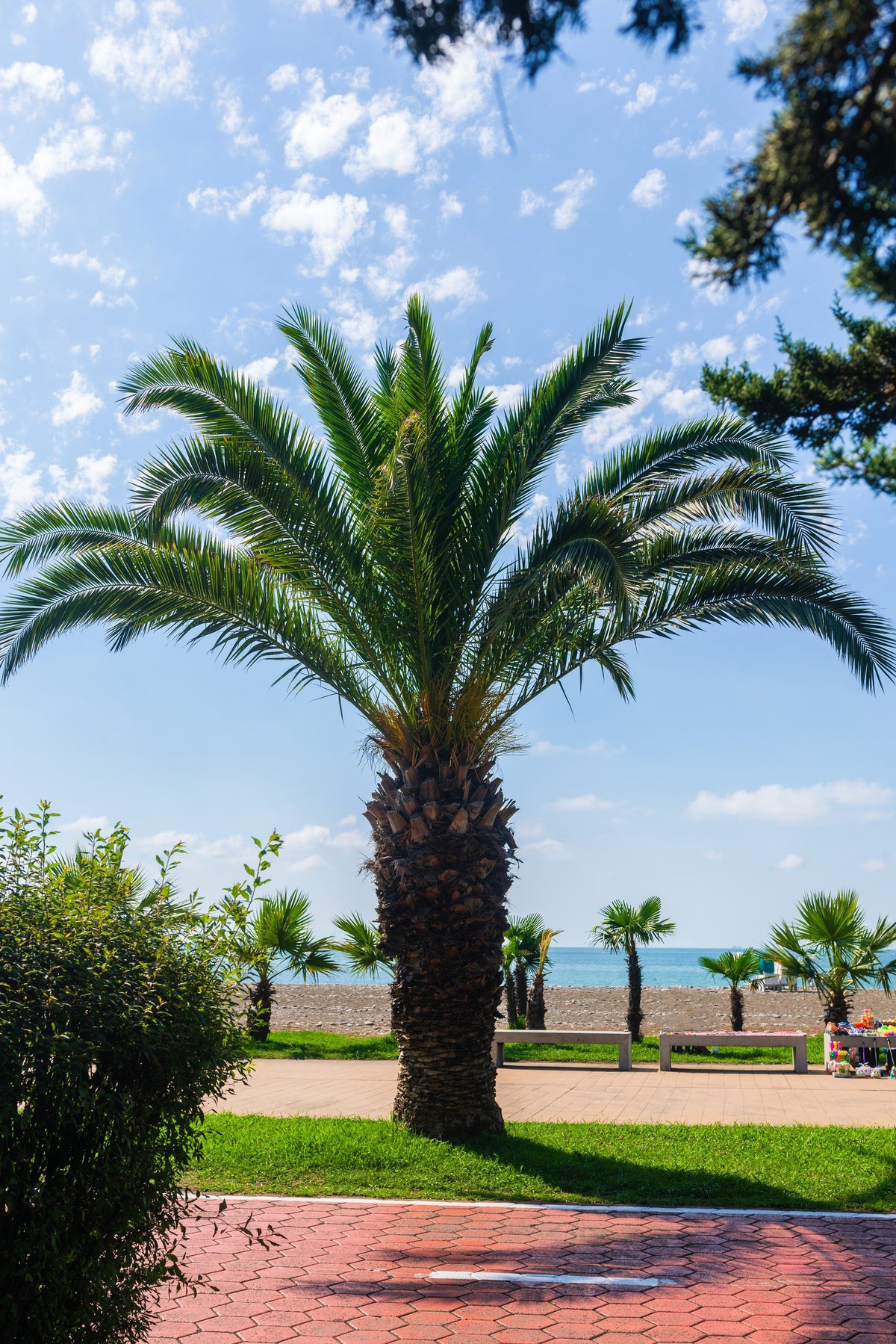 Pygmy Date Palm Seeds – Phoenix Roebelenii Dwarf Miniature Ornamental Fruit Tree Houseplant