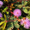 100 MIMOSA Pudica / SENSITIVE PLANT / Touch Me Not Flower Seeds