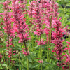 30 Red AGASTACHE HEATHER QUEEN Hummingbrid Mint Hyssop Flower Herb Seeds