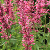 30 Red AGASTACHE HEATHER QUEEN Hummingbrid Mint Hyssop Flower Herb Seeds