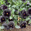 50 BLACK PANSY Clear Crystals Viola Wittrockiana Flower Seeds