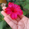 75 MIXED FOUR O CLOCK aka Marvel of Peru Mirabilis Jalapa Flower Seeds